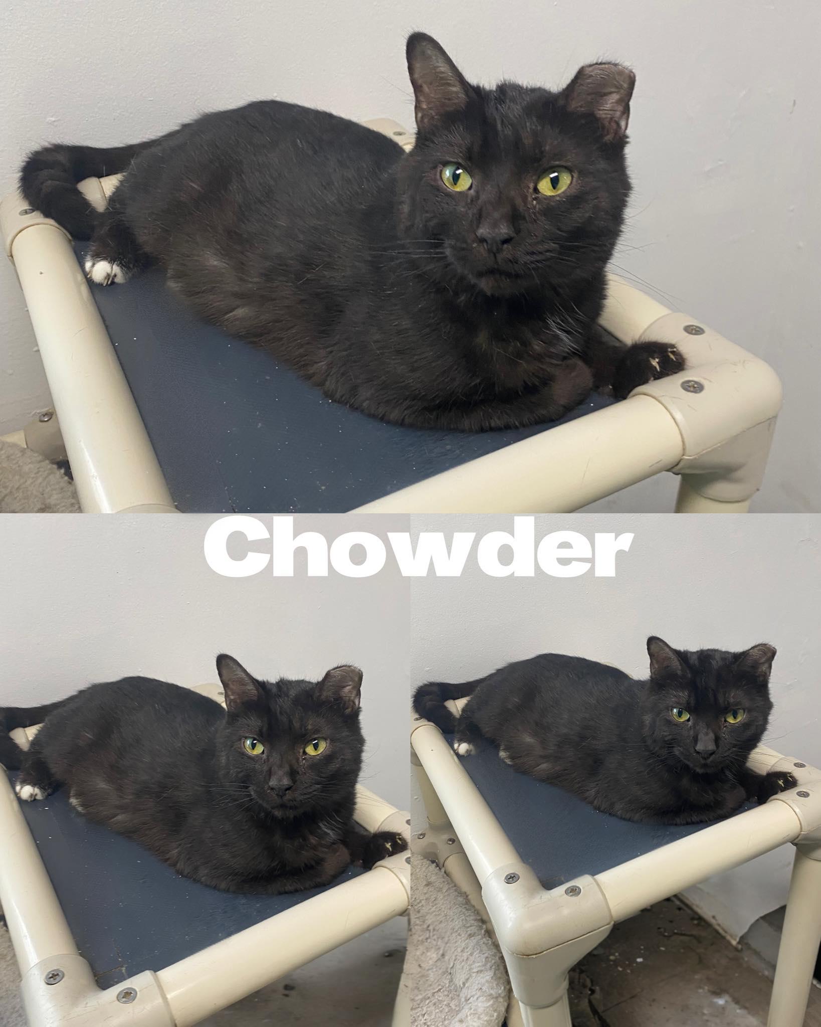 Chowder, Adoptable, Adult Male Domestic Short Hair.
