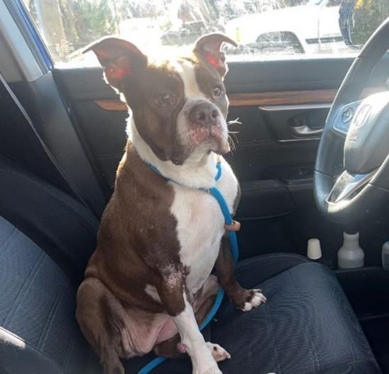 Enlarge Enzie, a Adopted Boston Terrier in Islip, NY image 1/1