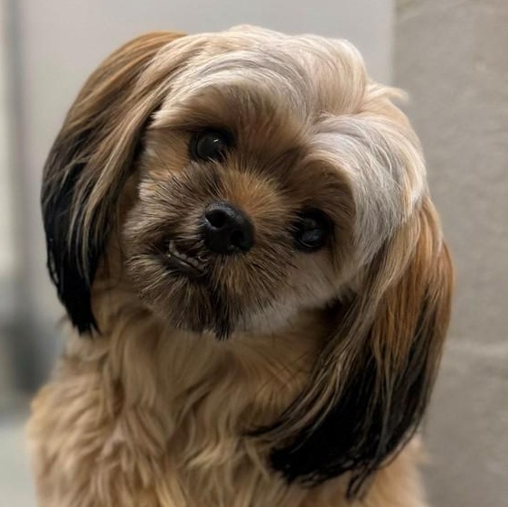 Milo (ID 46436/1117), adopted, Adult Male Shih Tzu.