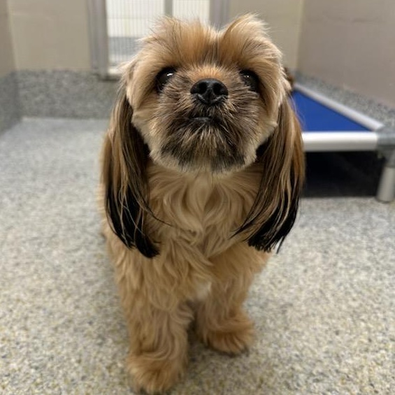 Enlarge Milo (ID 46436/1117), an adopted mixed breed in Manassas, VA image 5/5