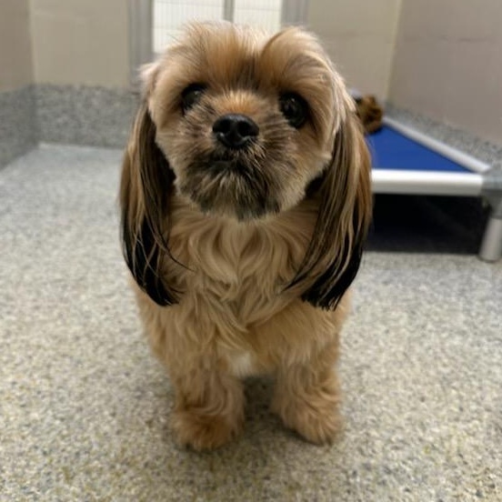 Enlarge Milo (ID 46436/1117), an adopted mixed breed in Manassas, VA image 3/5