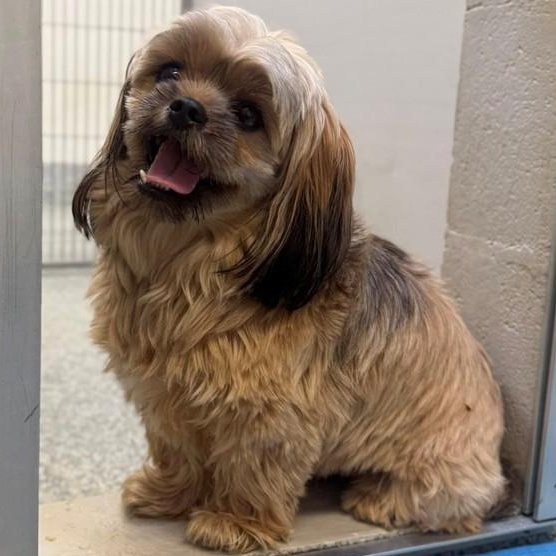 Enlarge Milo (ID 46436/1117), an adopted mixed breed in Manassas, VA image 2/5