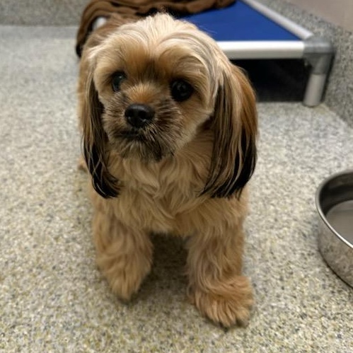 Enlarge Milo (ID 46436/1117), an adopted mixed breed in Manassas, VA image 4/5