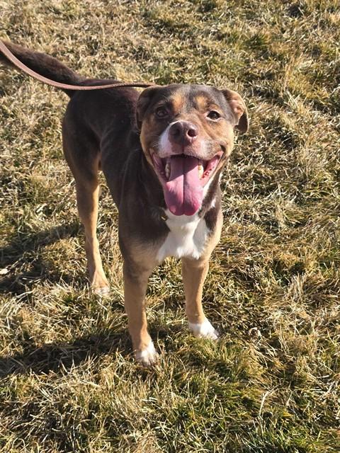 Enlarge PEDRO, a Adoptable mixed breed in Ogden, UT image 1/1