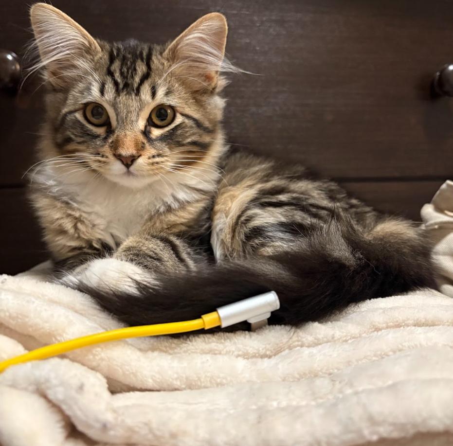 Enlarge Kopi and Piko (Bonded Pair), an adoptable Domestic Short Hair in Davis, CA image 5/6