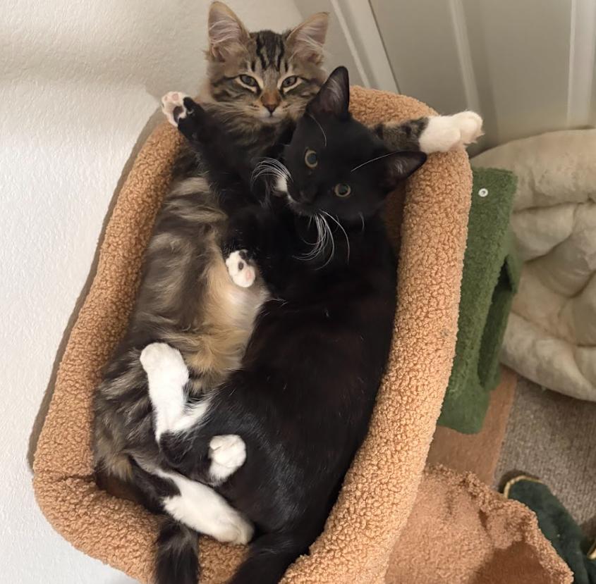 Kopi and Piko (Bonded Pair)