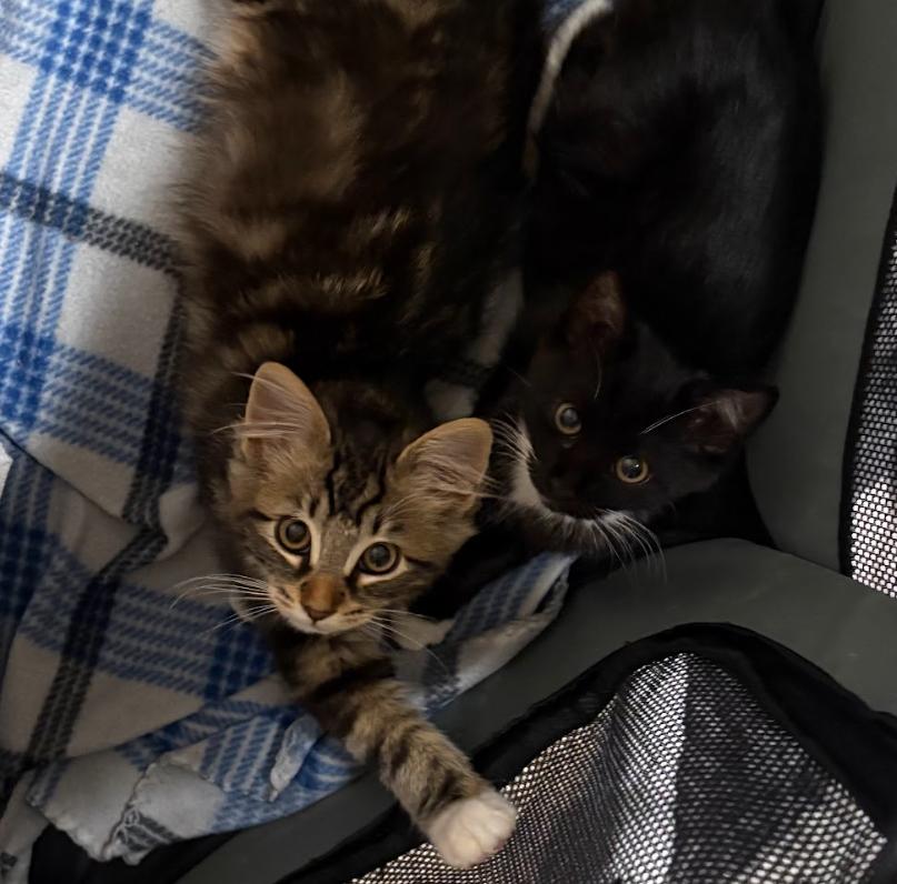 Kopi and Piko (Bonded Pair)