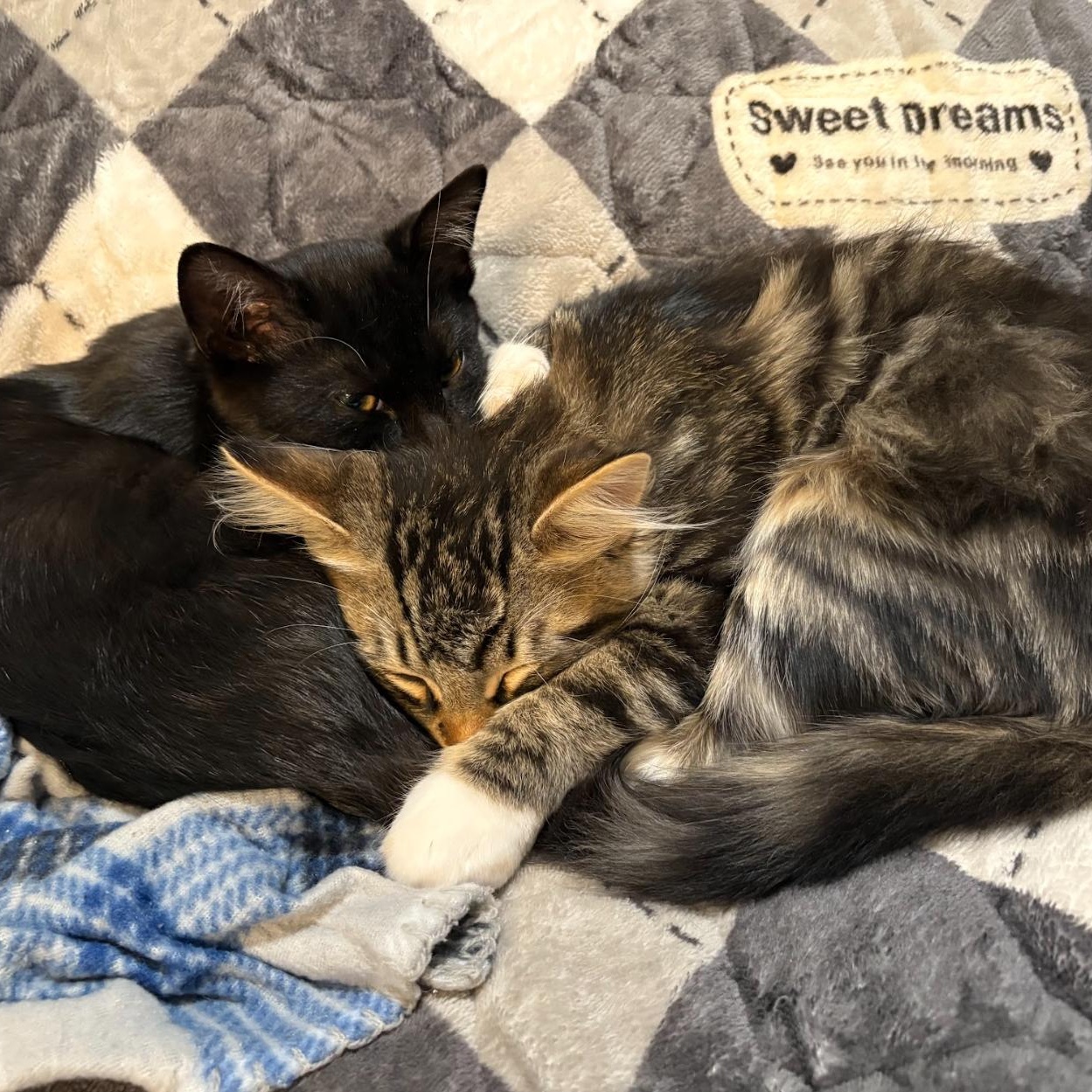 Enlarge Kopi and Piko (Bonded Pair), an adoptable Domestic Short Hair in Davis, CA image 3/6