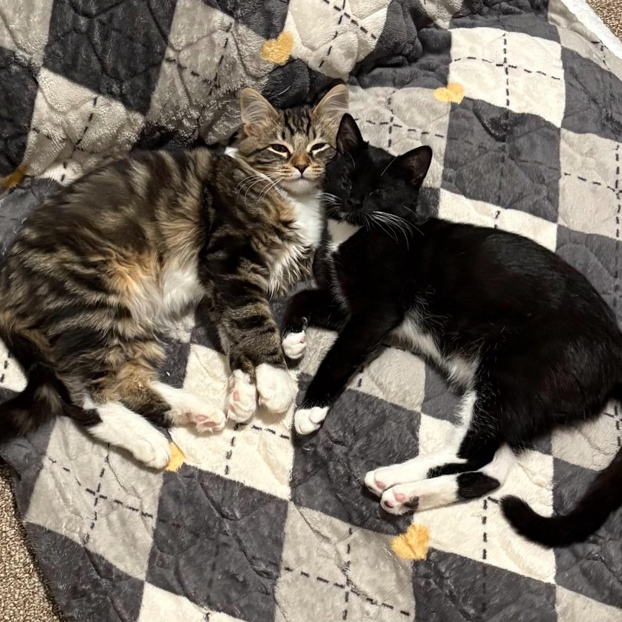 Enlarge Kopi and Piko (Bonded Pair), an adoptable Domestic Short Hair in Davis, CA image 2/6