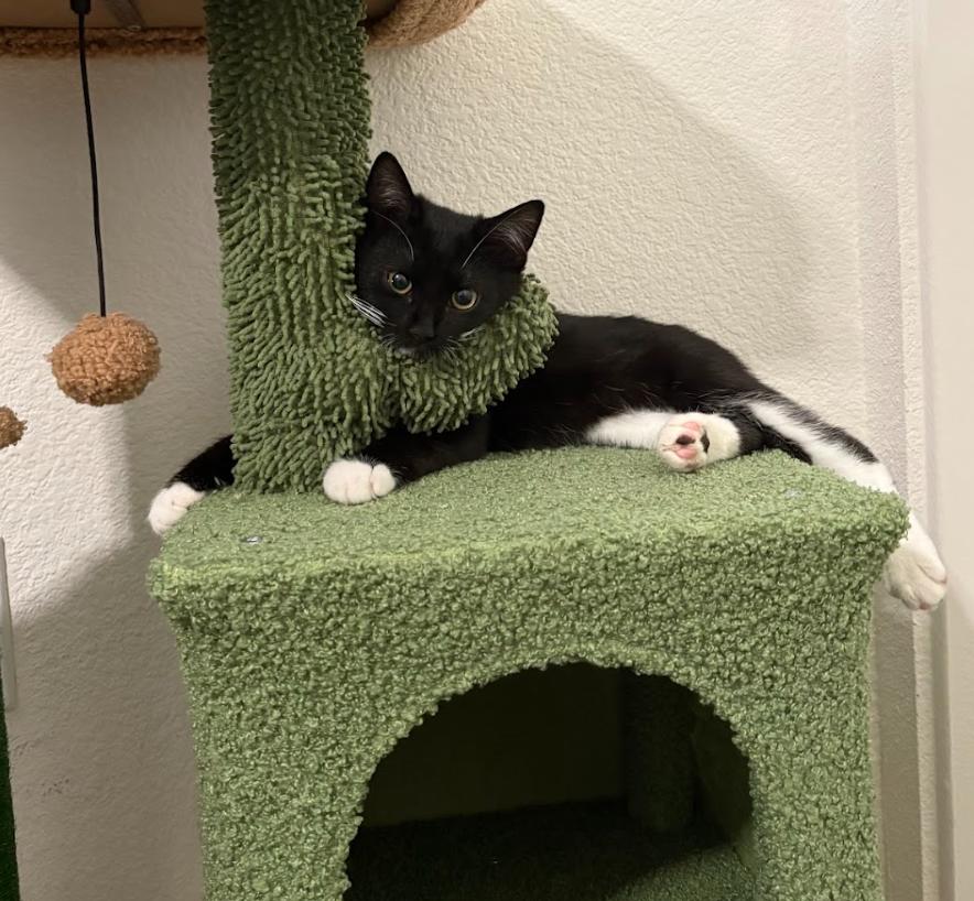 Kopi and Piko (Bonded Pair)