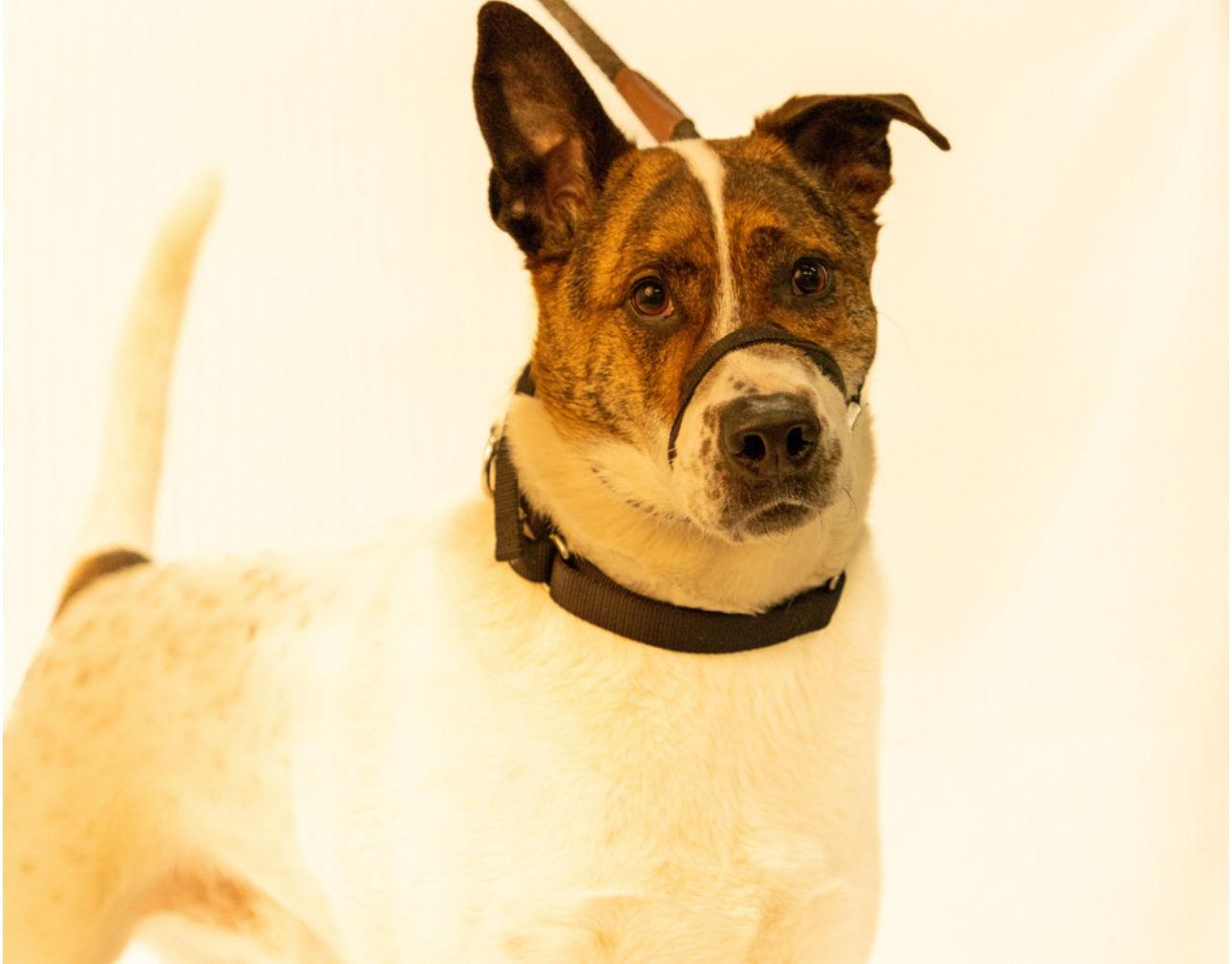 Augie*, Adoptable, Adult Male Labrador Retriever.