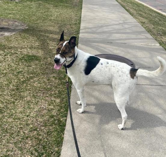 Enlarge Augie*, a Adoptable Labrador Retriever in Brooklyn Center, MN image 3/3