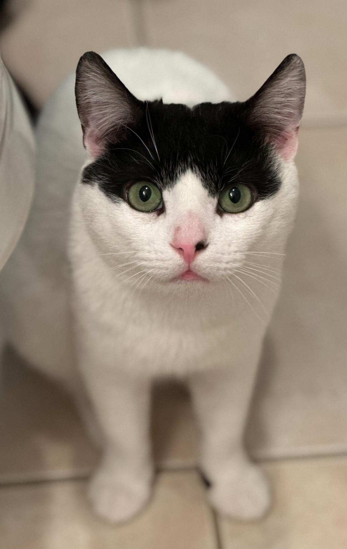 Freddy Mercury ( SNUGGLE BOY)