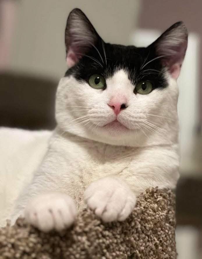 Freddy Mercury ( SNUGGLE BOY)