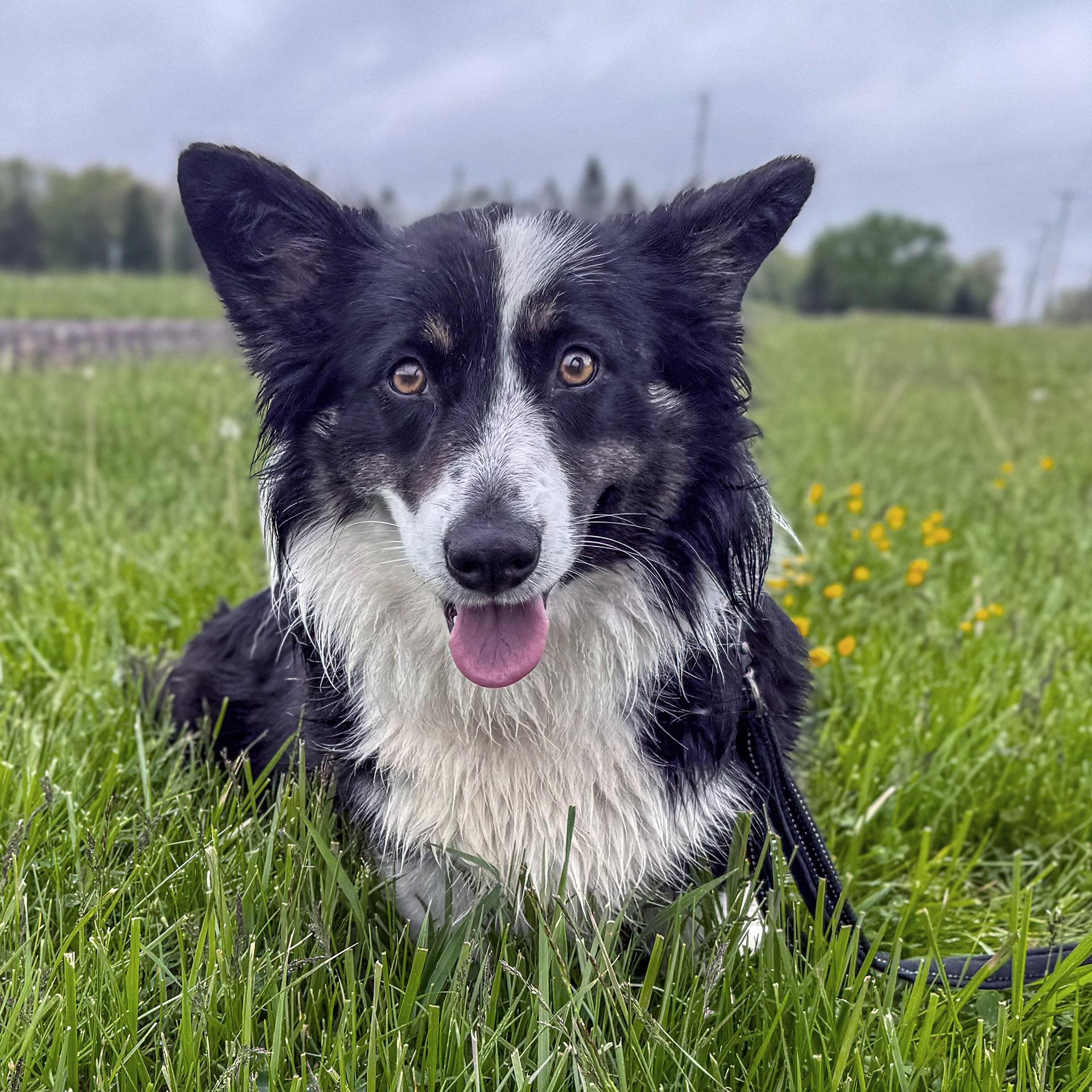 Enlarge Roxy, a ADOPTABLE mixed breed in Ashland, OH image 2/3