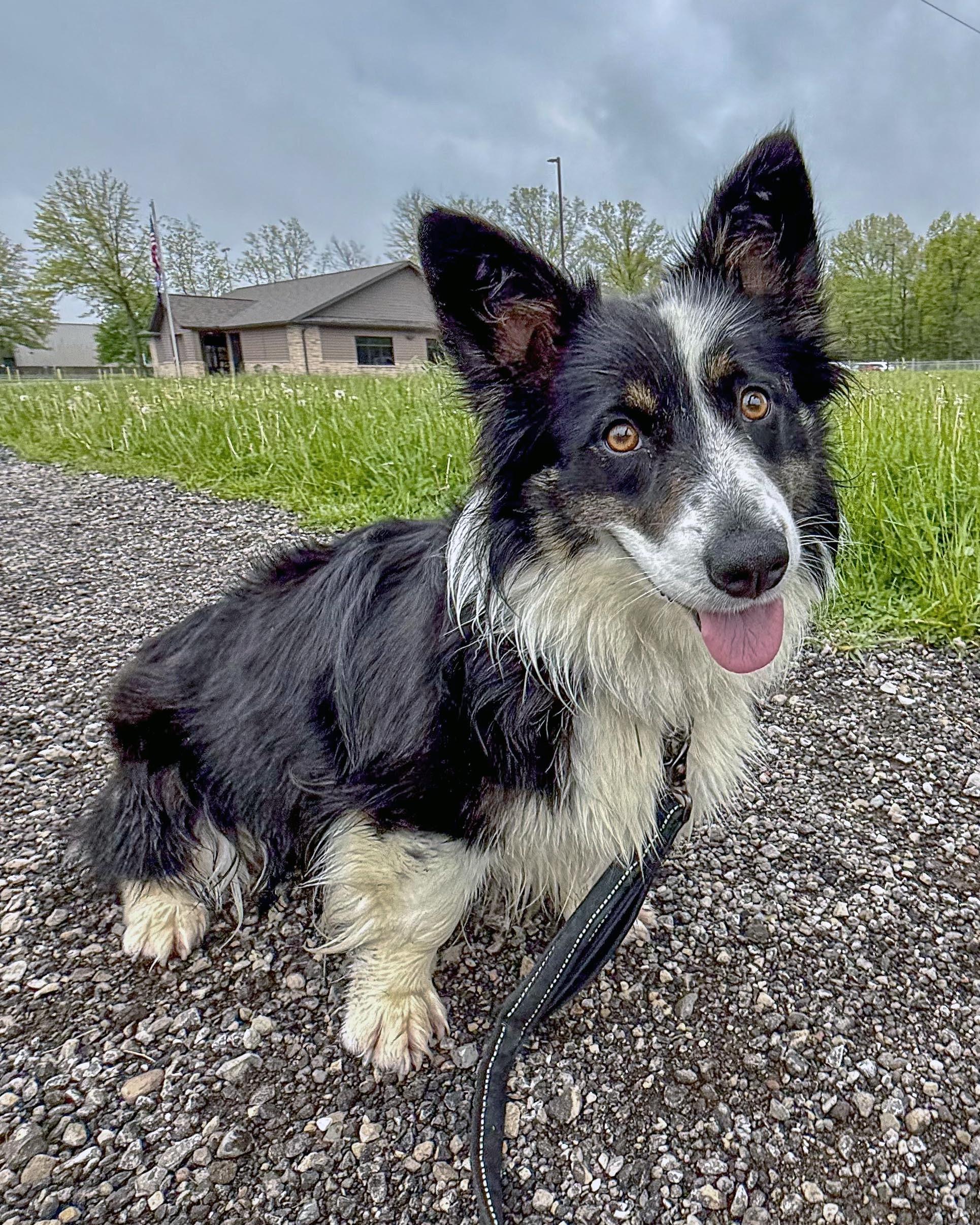 Roxy, ADOPTABLE, Young Female Border Collie & Corgi.