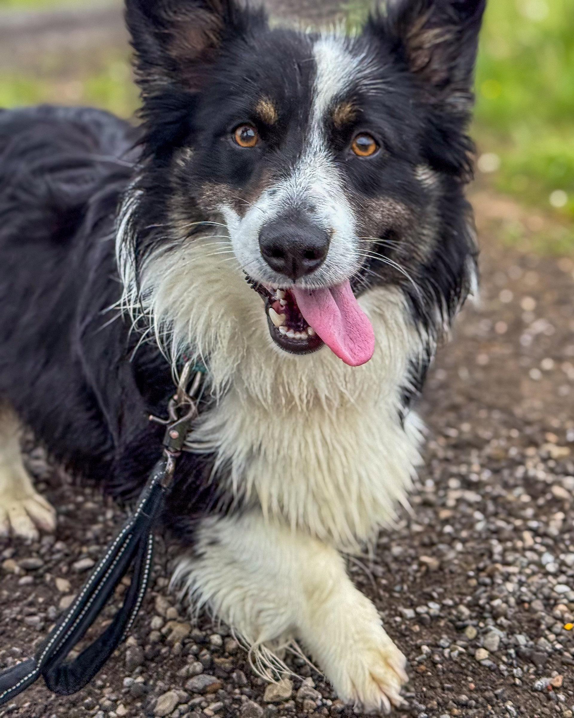 Enlarge Roxy, a ADOPTABLE mixed breed in Ashland, OH image 3/3