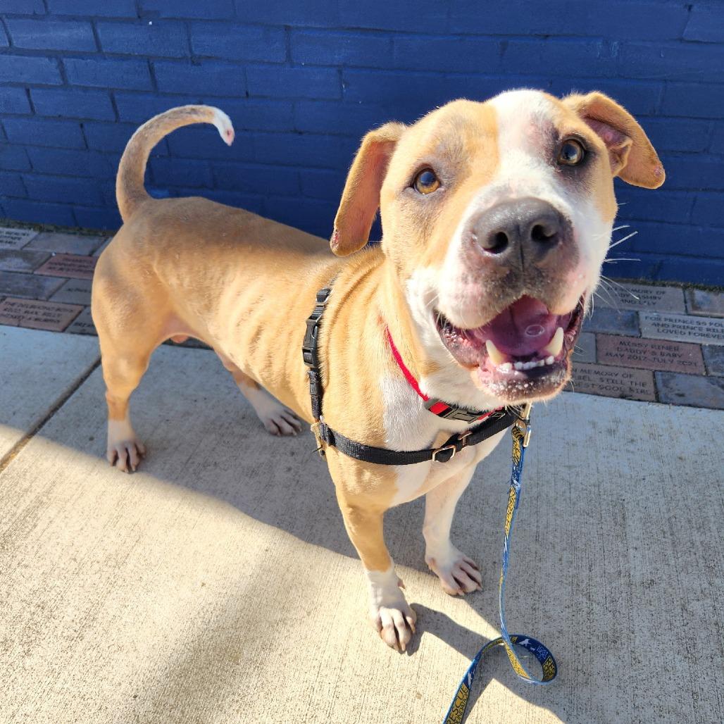 Milo Murphy, Adoptable, Adult Male Terrier & Mixed Breed.