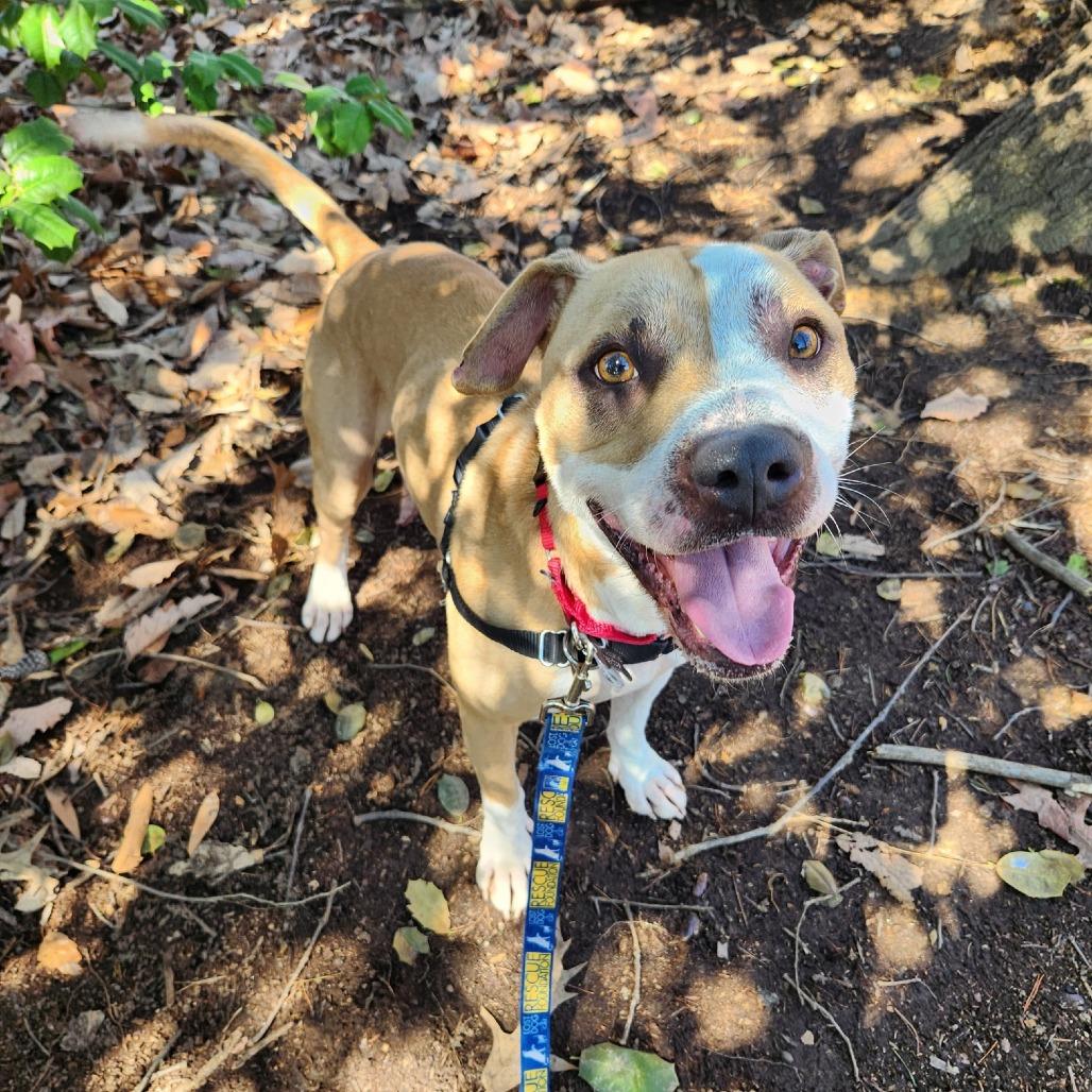 Milo Murphy, a Adoptable mixed breed in Falls Church, VA image 2/6