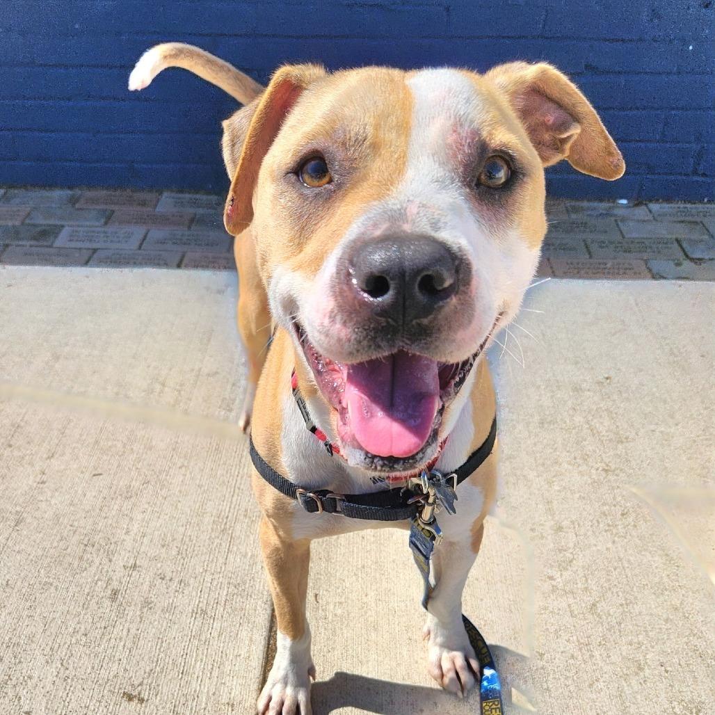Milo Murphy, a Adoptable mixed breed in Falls Church, VA image 3/6