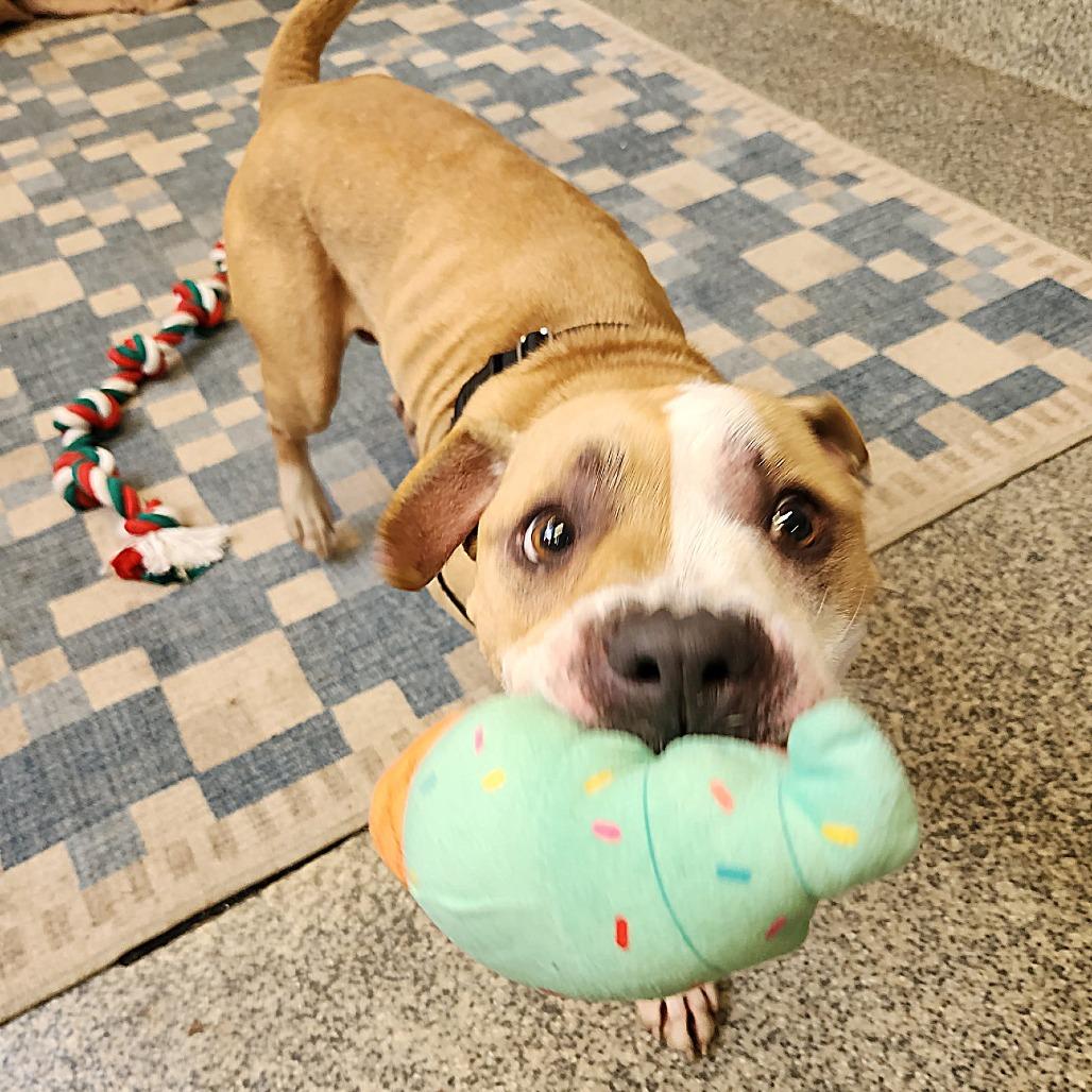 Milo Murphy, a Adoptable mixed breed in Falls Church, VA image 4/6