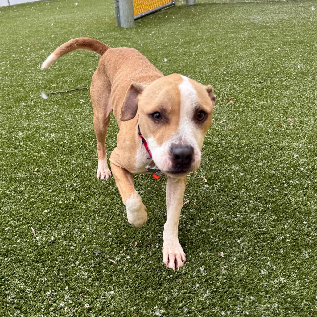 Milo Murphy, a Adoptable mixed breed in Falls Church, VA image 5/6