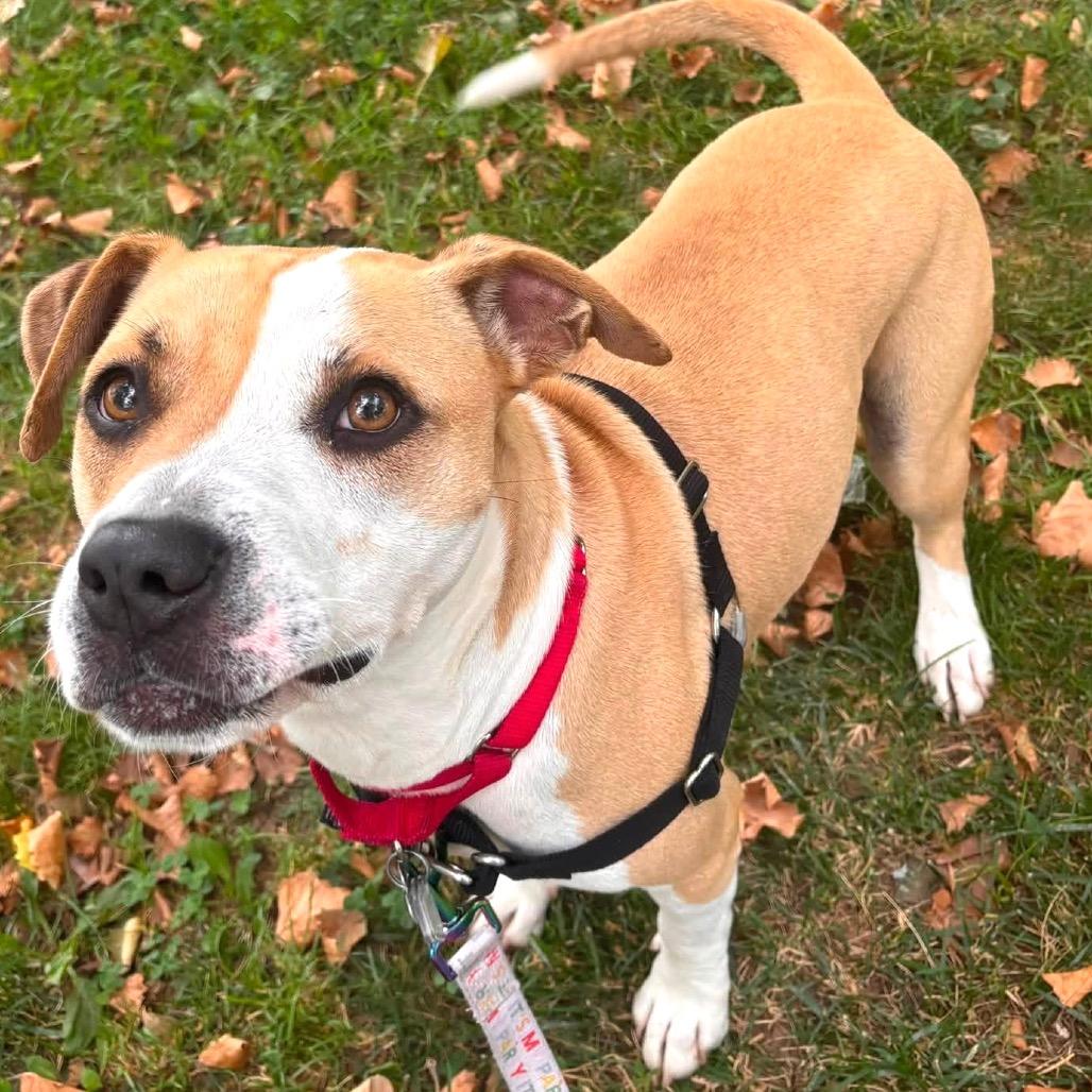 Milo Murphy, a Adoptable mixed breed in Falls Church, VA image 6/6