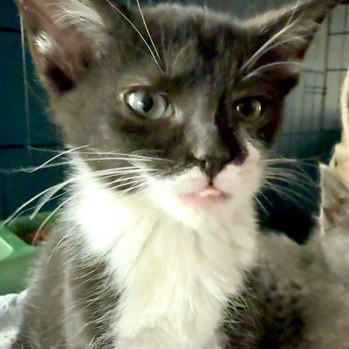 Olive, a Adoptable Domestic Short Hair in Georgetown, KY image 1/5