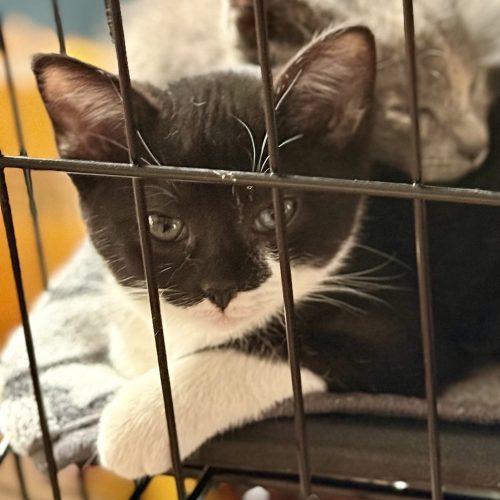 Olive, a Adoptable Domestic Short Hair in Georgetown, KY image 2/5