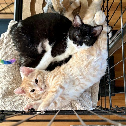 Olive, a Adoptable Domestic Short Hair in Georgetown, KY image 3/5