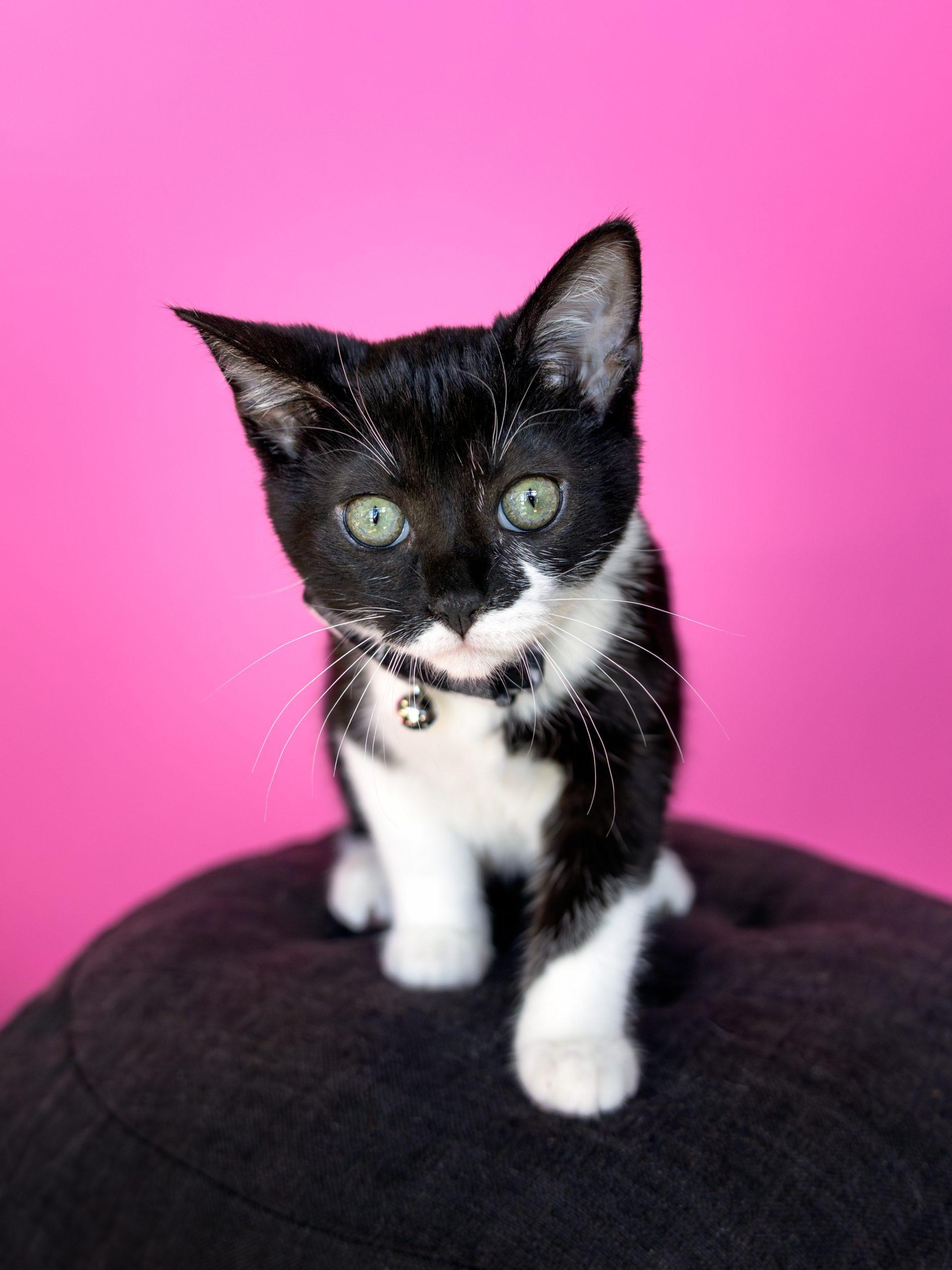 Olive, a Adoptable Domestic Short Hair in Georgetown, KY image 4/5