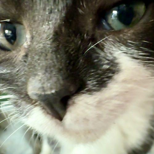 Olive, a Adoptable Domestic Short Hair in Georgetown, KY image 5/5