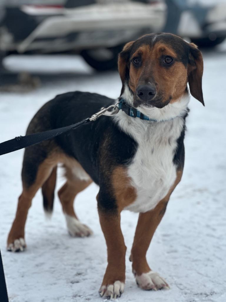 Enlarge Gunther, a Adoptable mixed breed in Peru, NY image 1/2