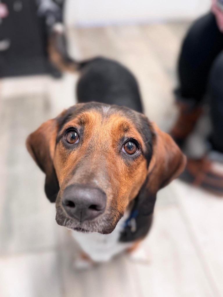 Enlarge Gunther, a Adoptable mixed breed in Peru, NY image 2/2