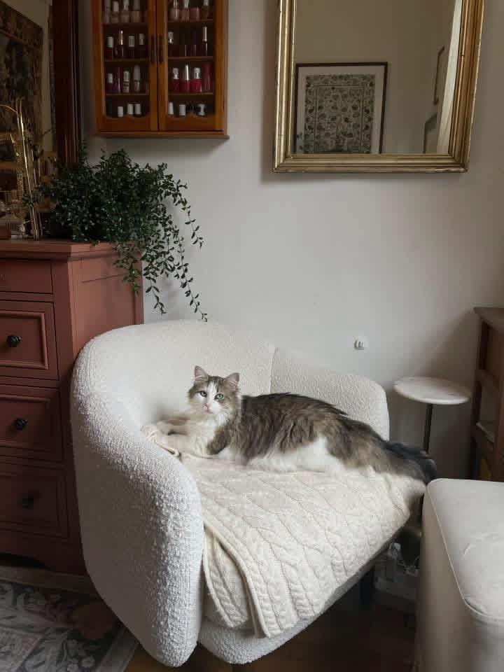 Rosie, a Adoptable Domestic Medium Hair in Weehawken, NJ image 6/6