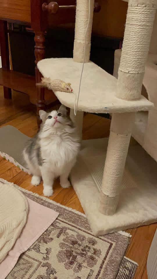 Rosie, a Adoptable Domestic Medium Hair in Weehawken, NJ image 5/6