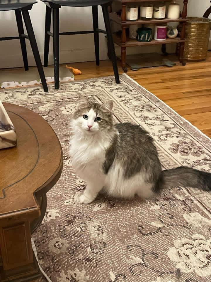 Rosie, a Adoptable Domestic Medium Hair in Weehawken, NJ image 4/6
