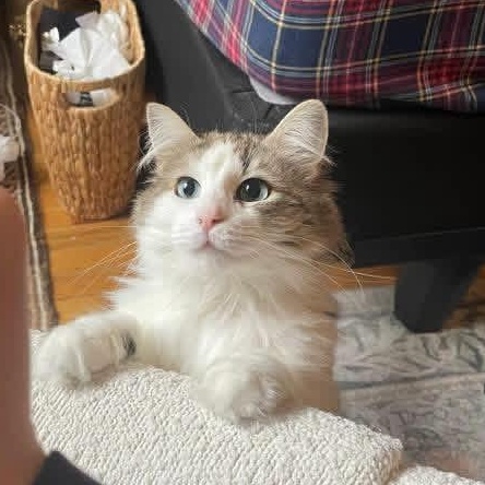 Rosie, a Adoptable Domestic Medium Hair in Weehawken, NJ image 1/6