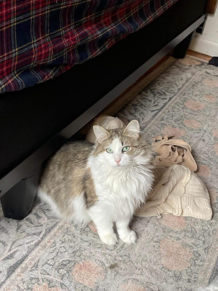 Rosie, a Adoptable Domestic Medium Hair in Weehawken, NJ image 3/6