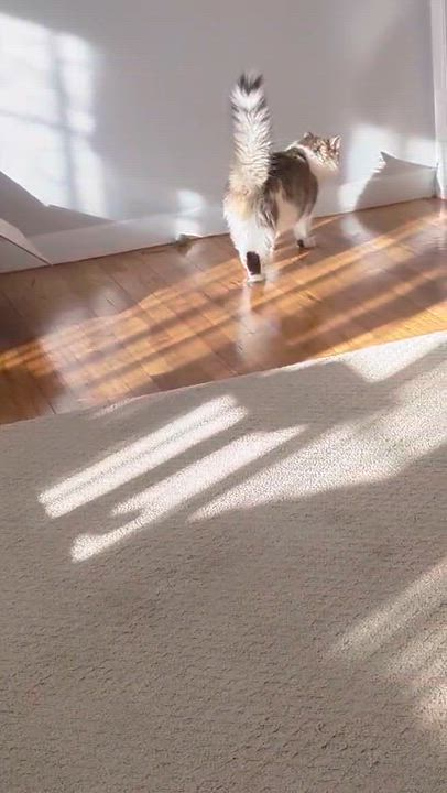 Enlarge Rosie, a Adoptable Domestic Medium Hair in Weehawken, NJ video 2/6