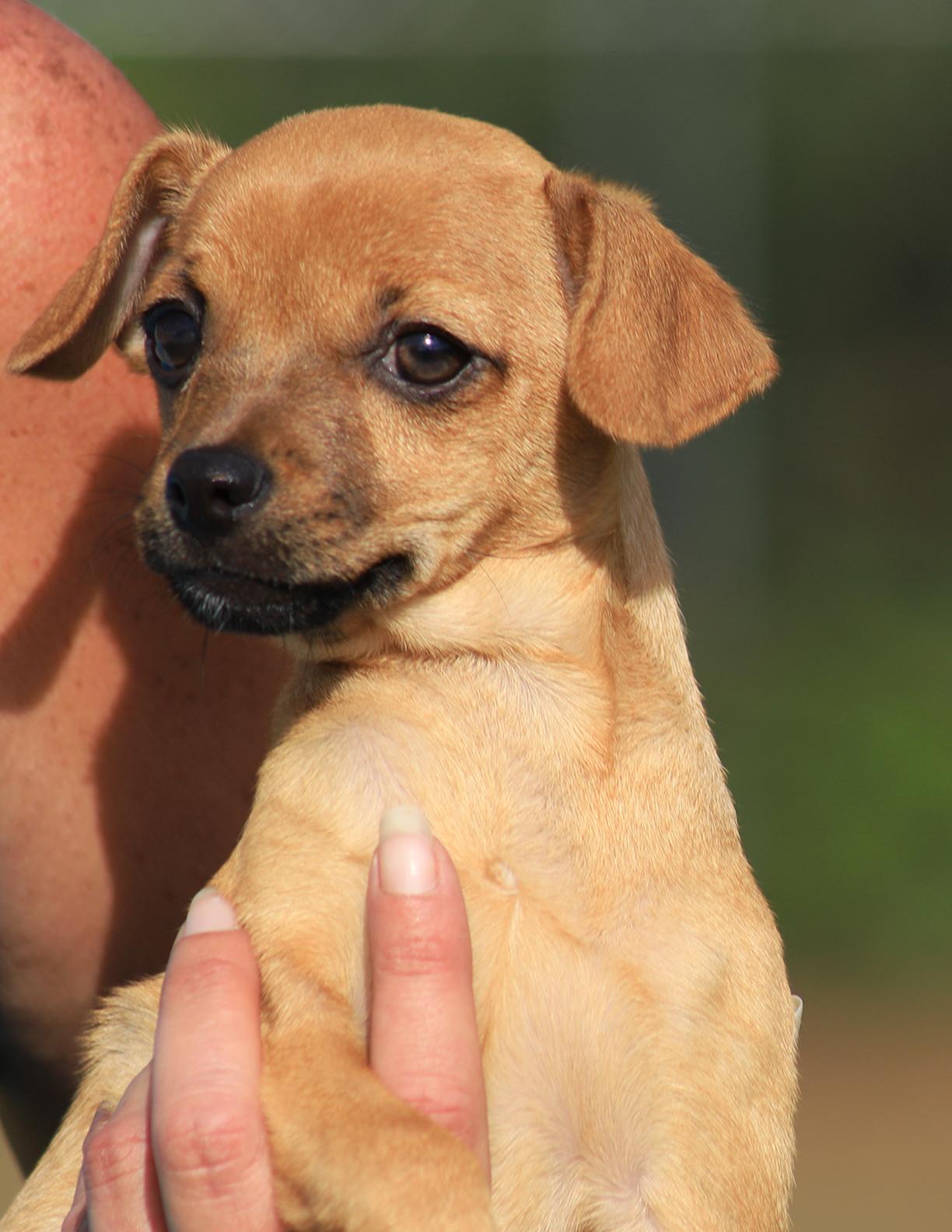 Enlarge Squirrel, an adopted Chihuahua in North Fort Myers, FL image 2/2