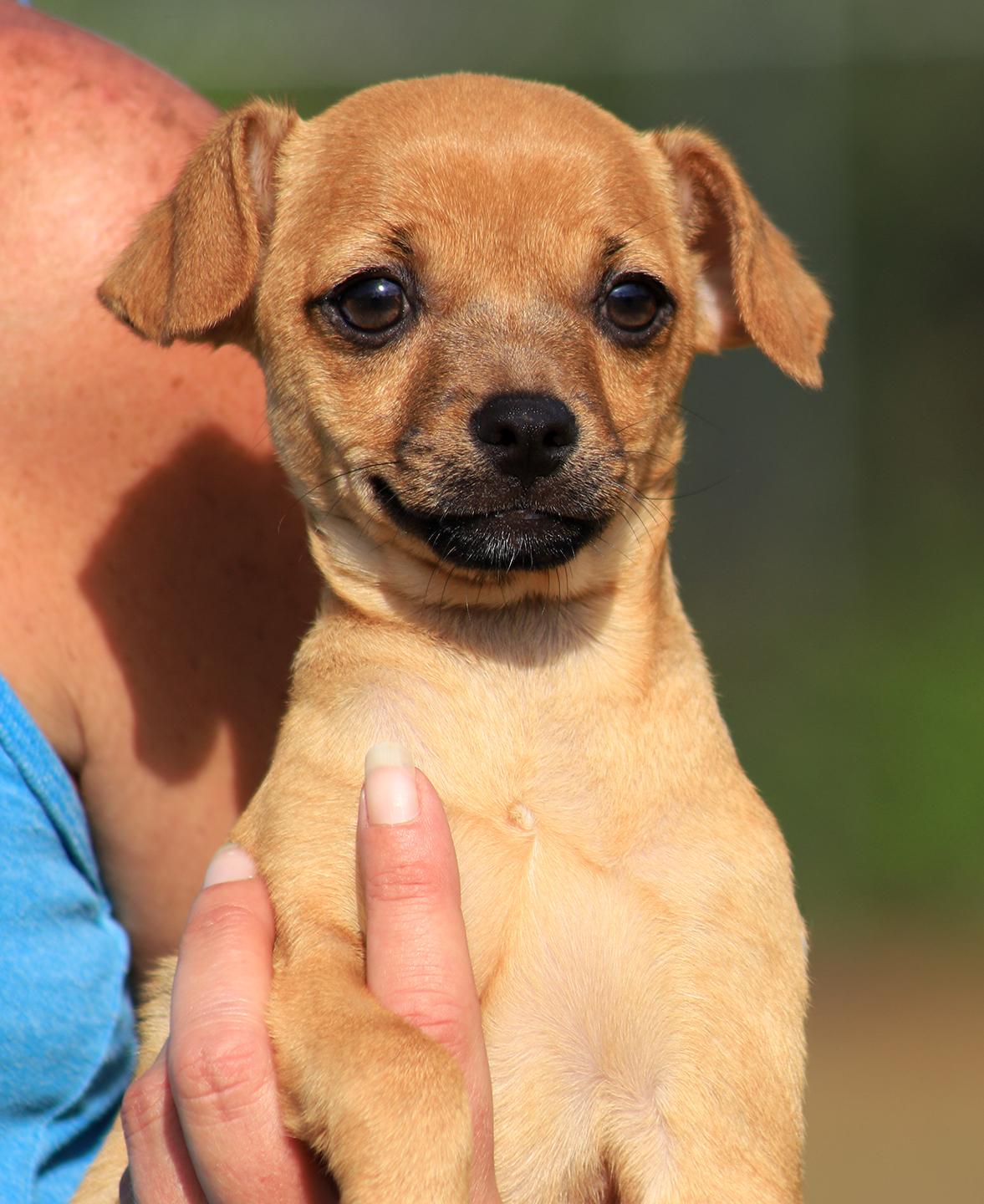 Enlarge Squirrel, an adopted Chihuahua in North Fort Myers, FL image 1/2