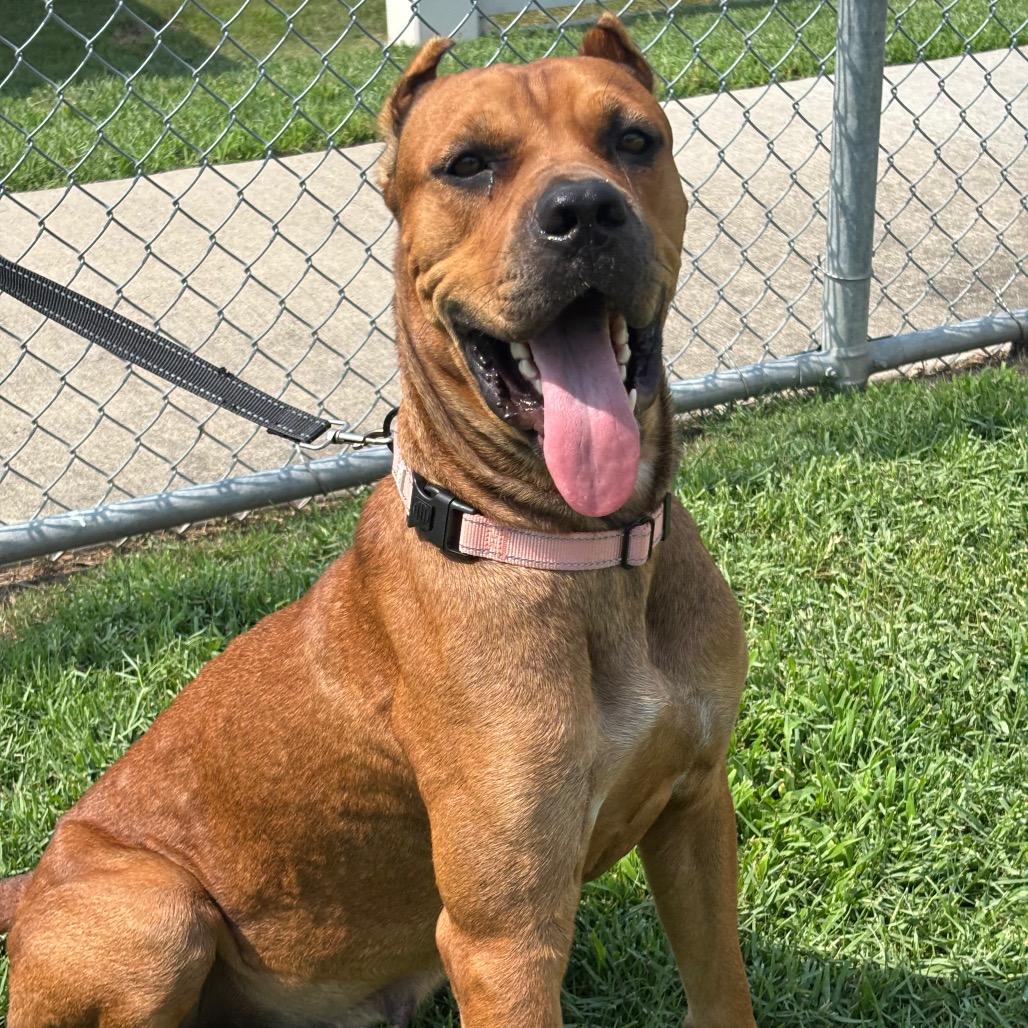 Zira — thumbnail 2