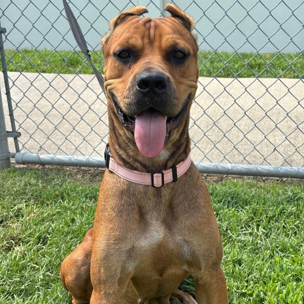 Enlarge Zira, a Adoptable mixed breed in League City, TX image 3/6