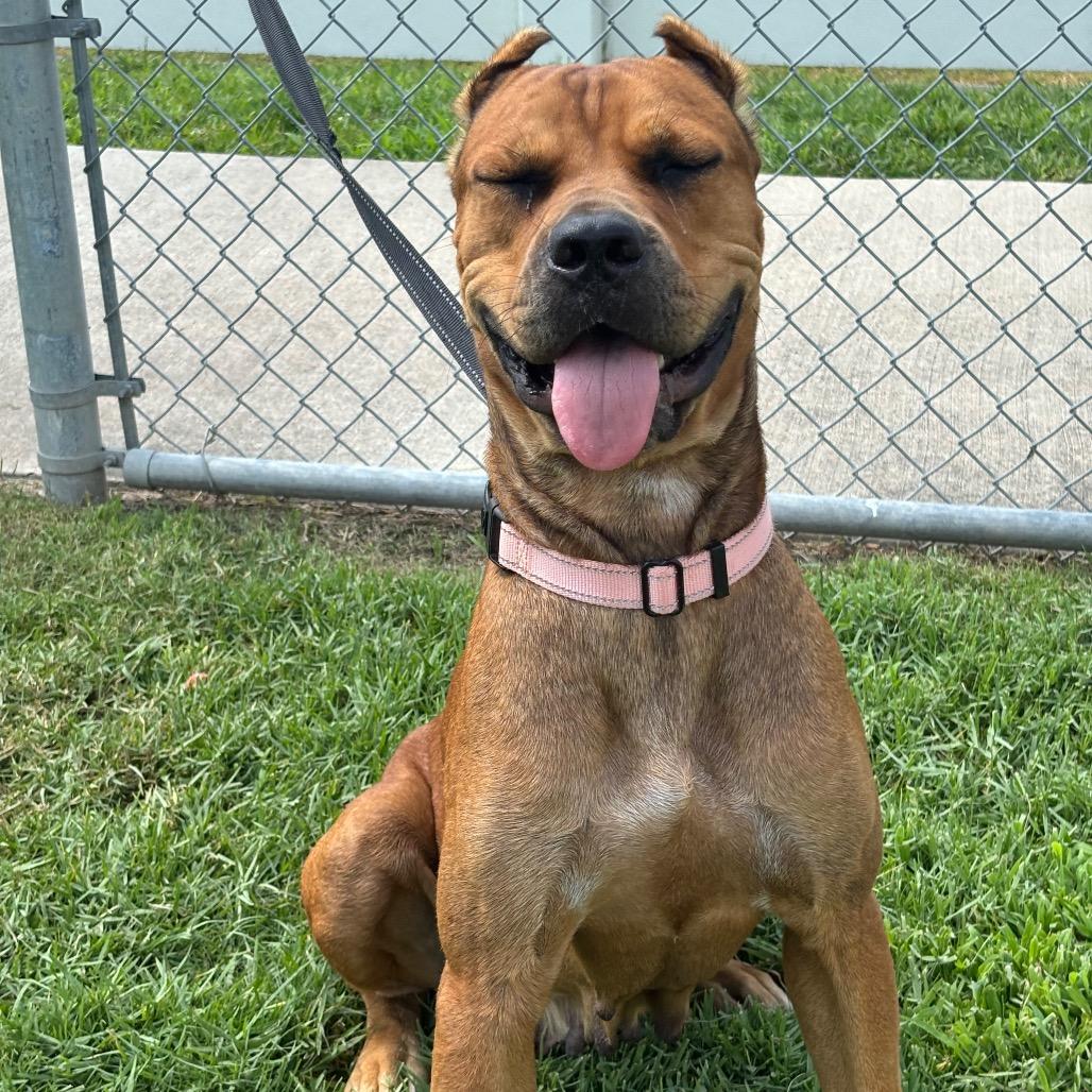 Enlarge Zira, a Adoptable mixed breed in League City, TX image 4/6