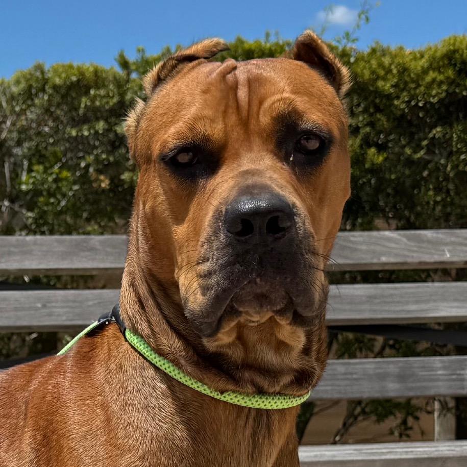 Enlarge Zira, a Adoptable mixed breed in League City, TX image 5/6