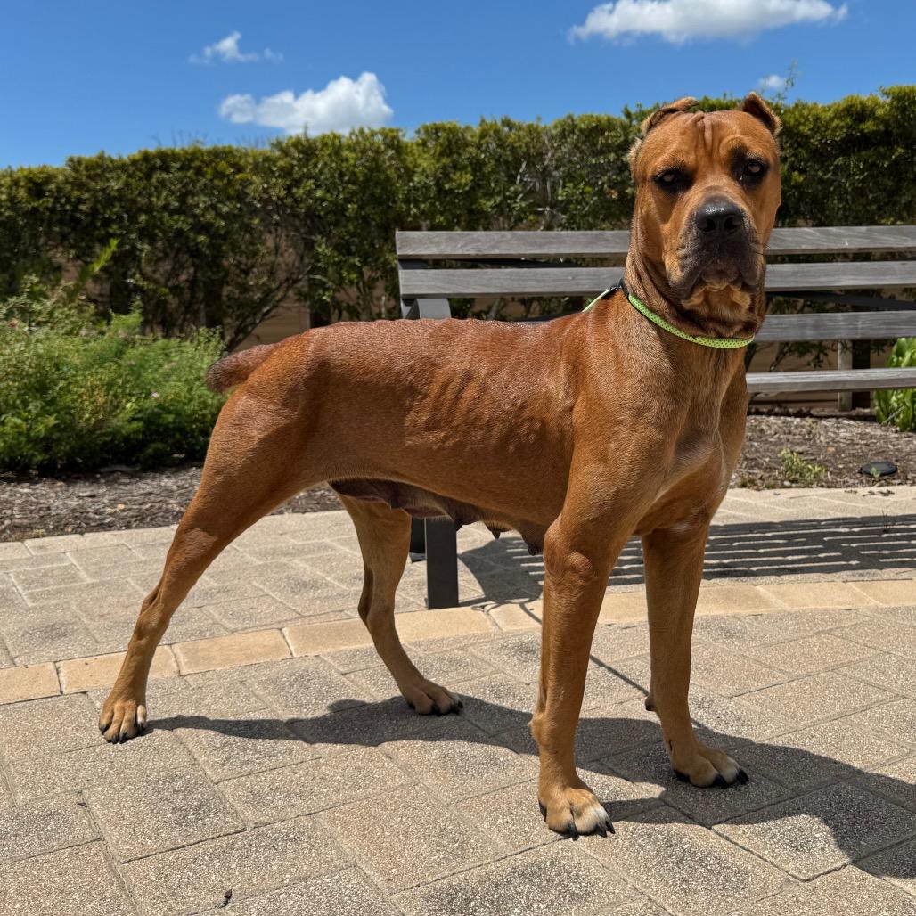 Enlarge Zira, a Adoptable mixed breed in League City, TX image 6/6