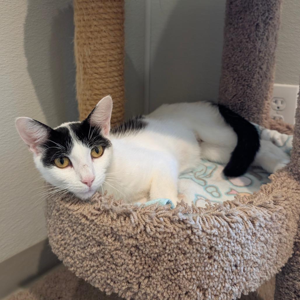 Fleek, a Adoptable Domestic Short Hair in Saint Charles, MO image 1/6