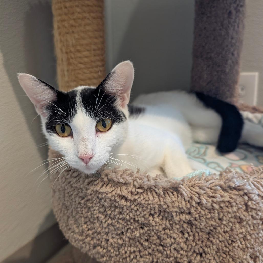 Fleek, a Adoptable Domestic Short Hair in Saint Charles, MO image 2/6