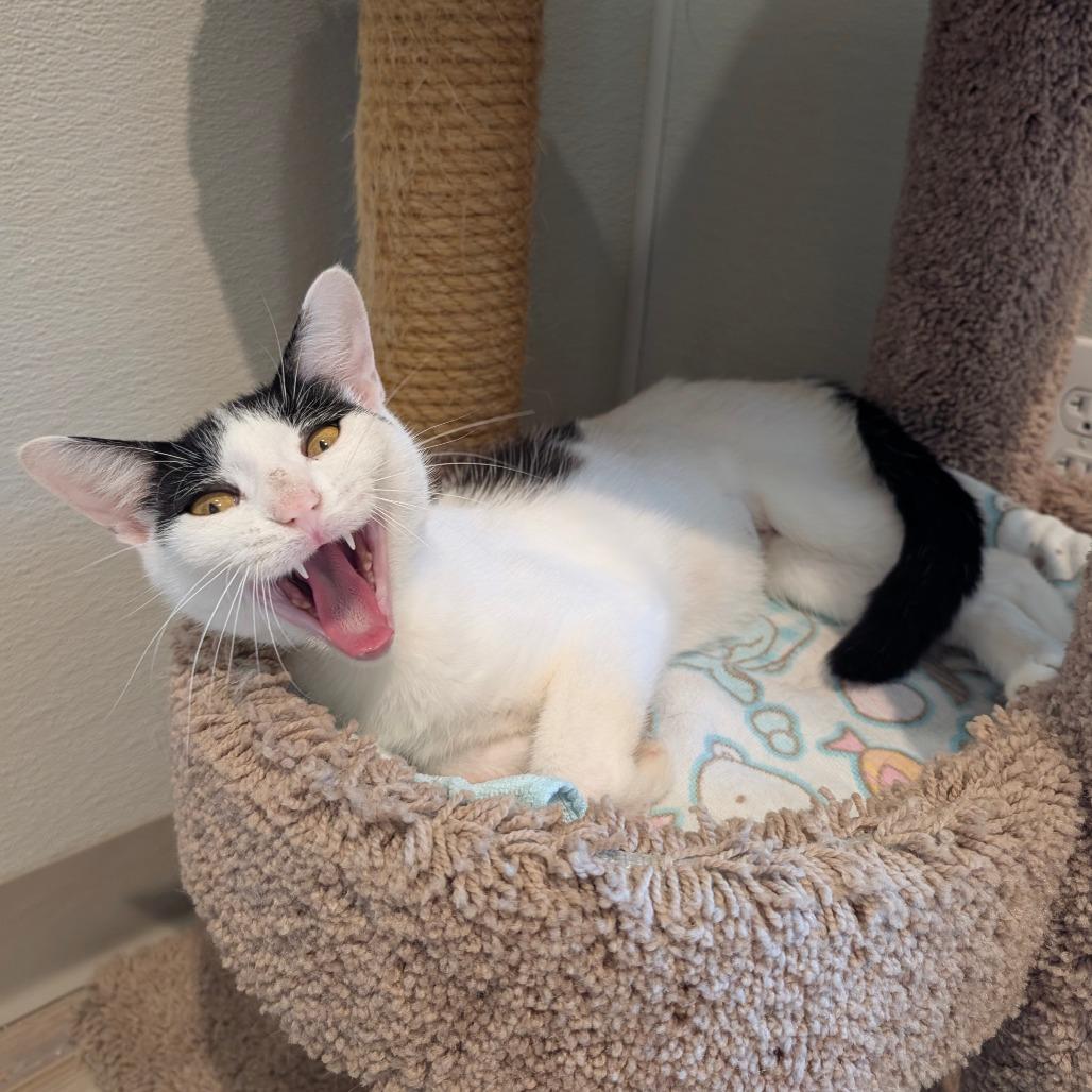 Fleek, a Adoptable Domestic Short Hair in Saint Charles, MO image 3/6